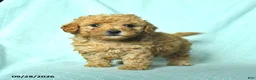 Toy Poodle dogs for sale: Rowen - Ad 1