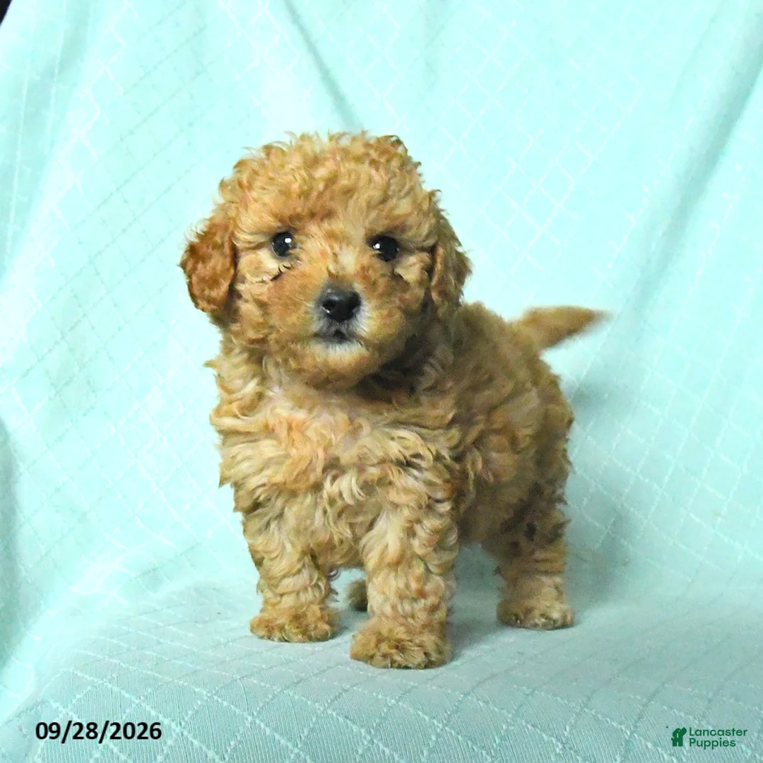 Toy Poodle dogs for sale: Rowen - Ad 1