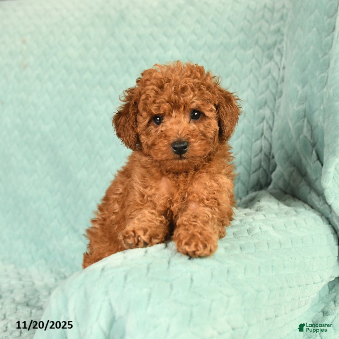 Toy Poodle dogs for sale: Raine - Ad 2