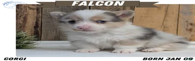 Falcon