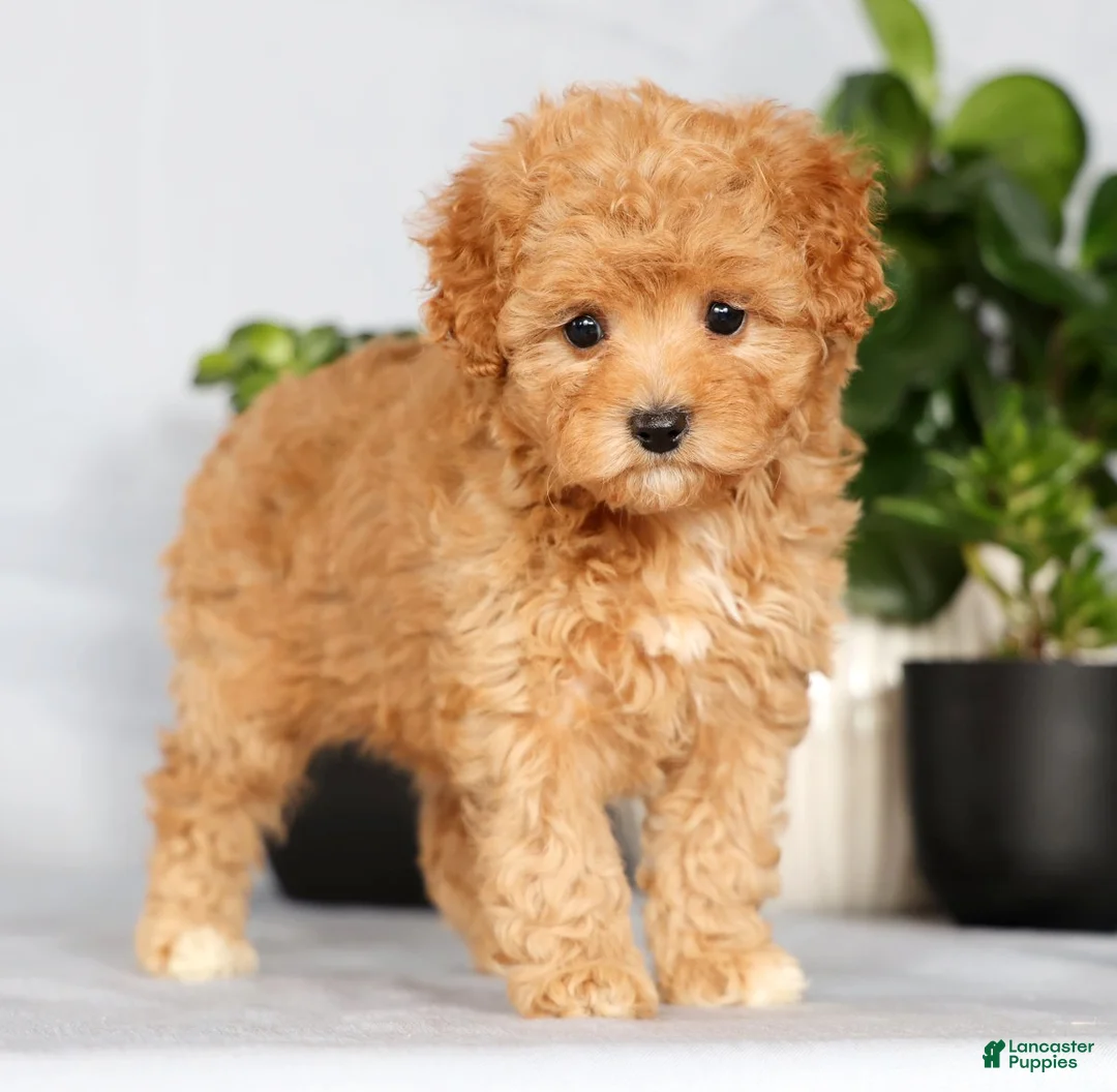 Cavapoo dogs for sale: Paige - Ad 4