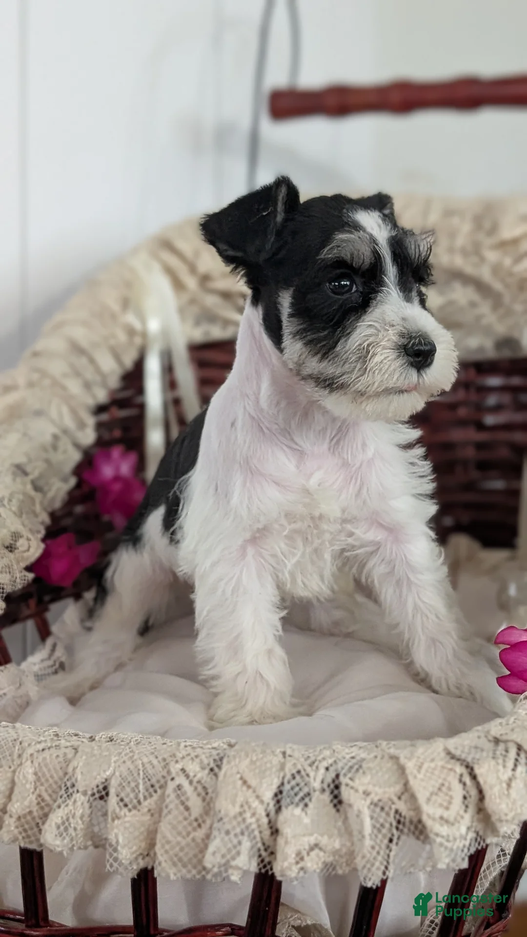 Miniature Schnauzer dogs for sale: Mya - Ad 2
