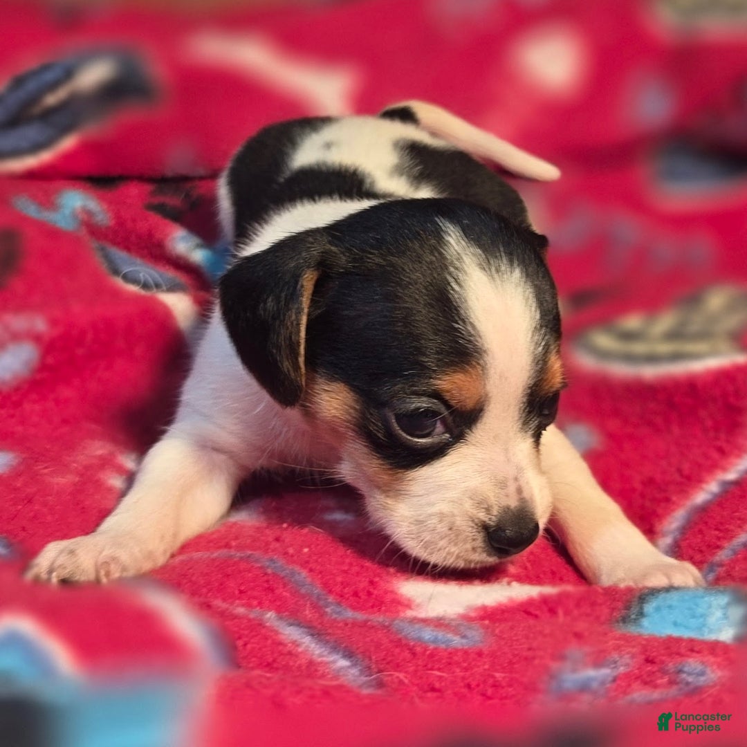 Beagle dogs for sale: Loralie Queen Elizabeth Pocket Beagle - Ad 10