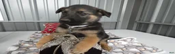 German Shepherd dogs for sale: German Shepherd 4 Sabrina - Ad 2
