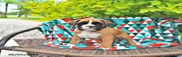 Boxer dogs for sale: Clifford - Ad 2