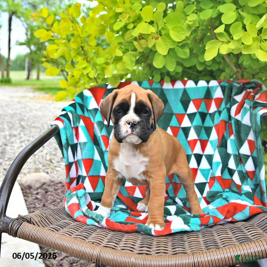 Boxer dogs for sale: Clifford - Ad 2