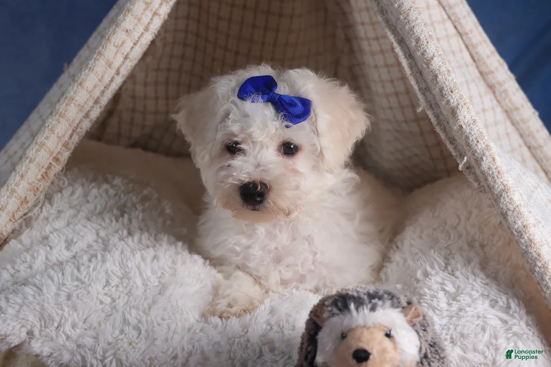 Bichon Frise dogs for sale: Dakota - Ad 8