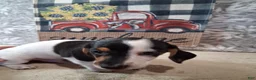 Miniature Dachshund dogs for sale: Oreo - Ad 5