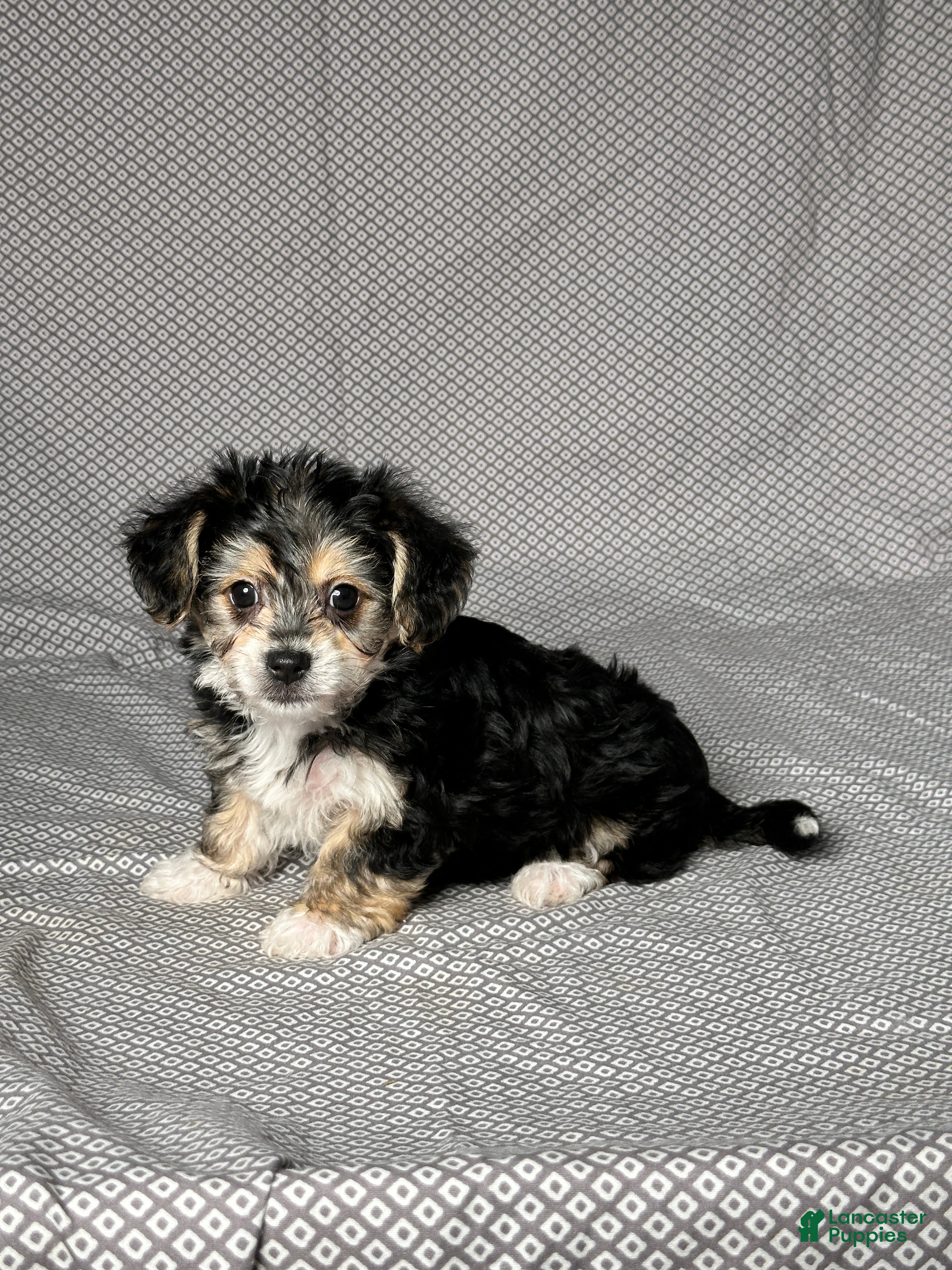 Chon Puppies Yorkie Bichon Mix Price Yochon Puppies For Sale In