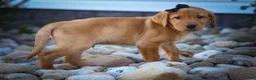 Labrador Retriever dogs for sale: NORMAN - Ad 7