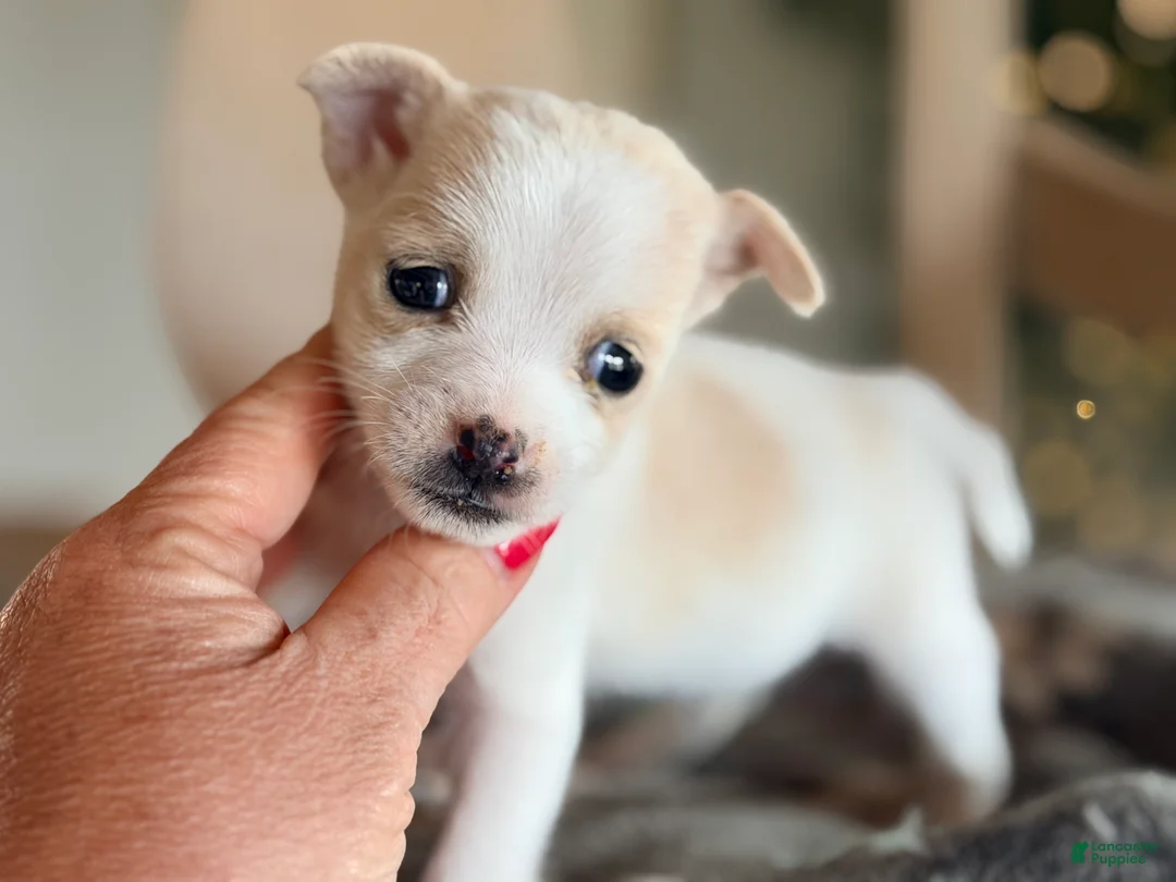 Jack Chi dogs for sale: Reba - Ad 2