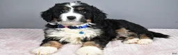 Mini Bernedoodle dogs for sale: Bryce - Ad 2