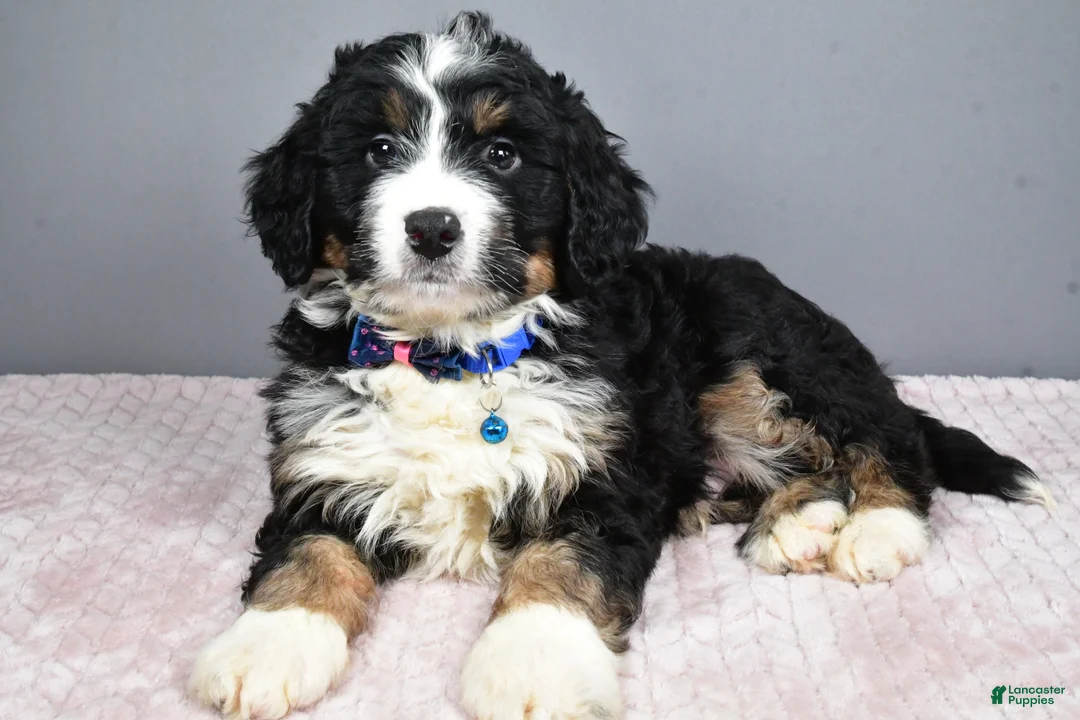 Mini Bernedoodle dogs for sale: Bryce - Ad 2