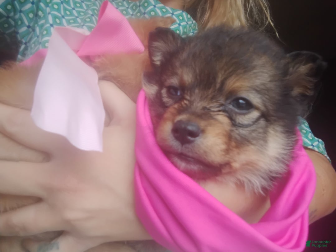 Pomsky dogs for sale: Pomsky Puppy 1 - Ad 3
