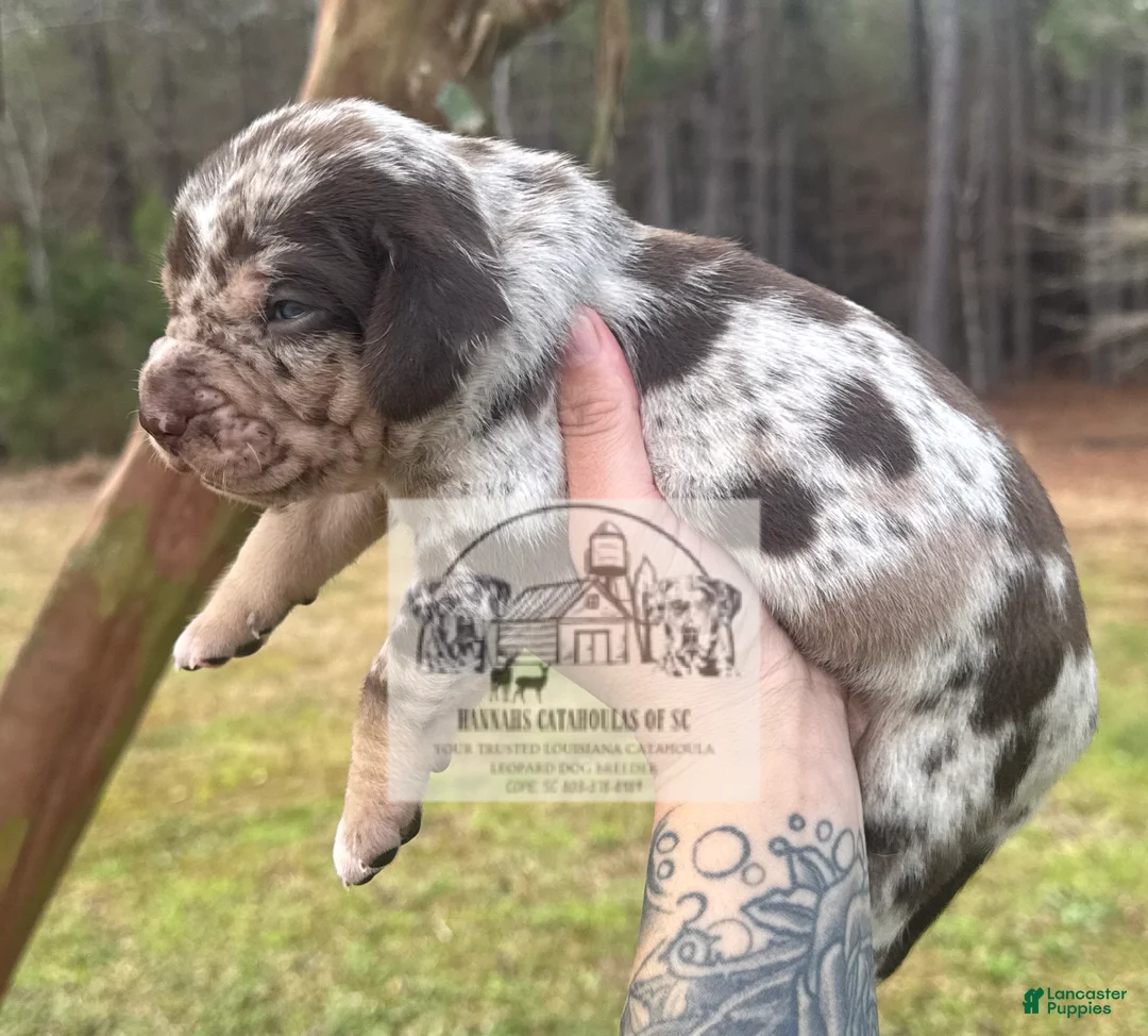 Catahoula Leopard Dog dogs for sale: Boy 1 - Ad 4