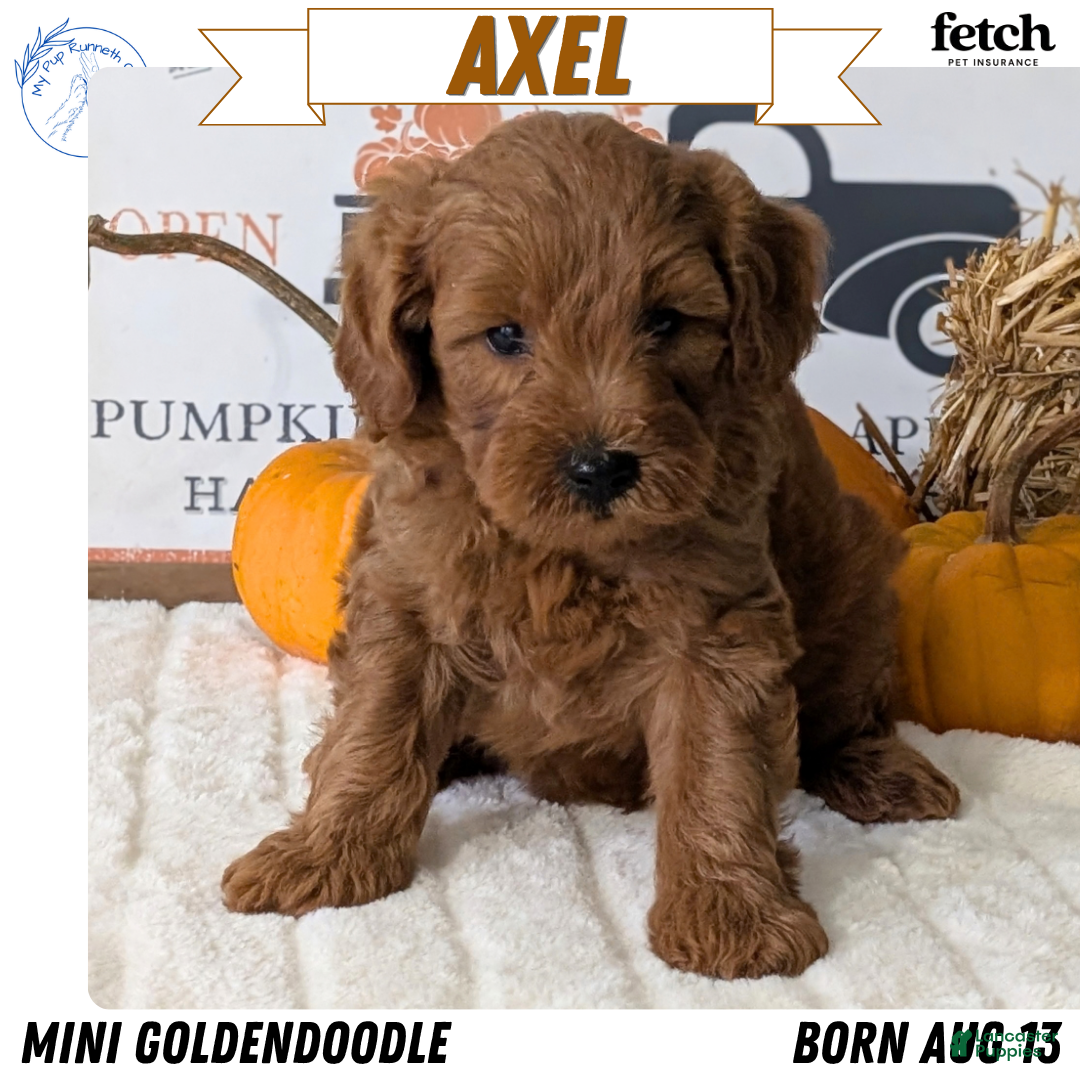 Axel
