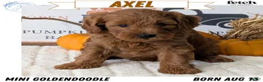 Axel