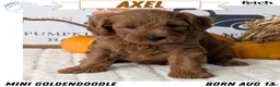 Mini Goldendoodle dogs for sale: Axel - Ad 1