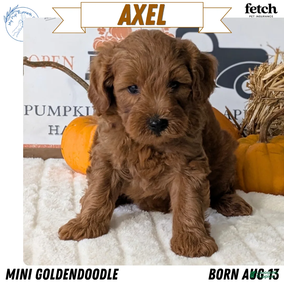 Mini Goldendoodle dogs for sale: Axel - Ad 1