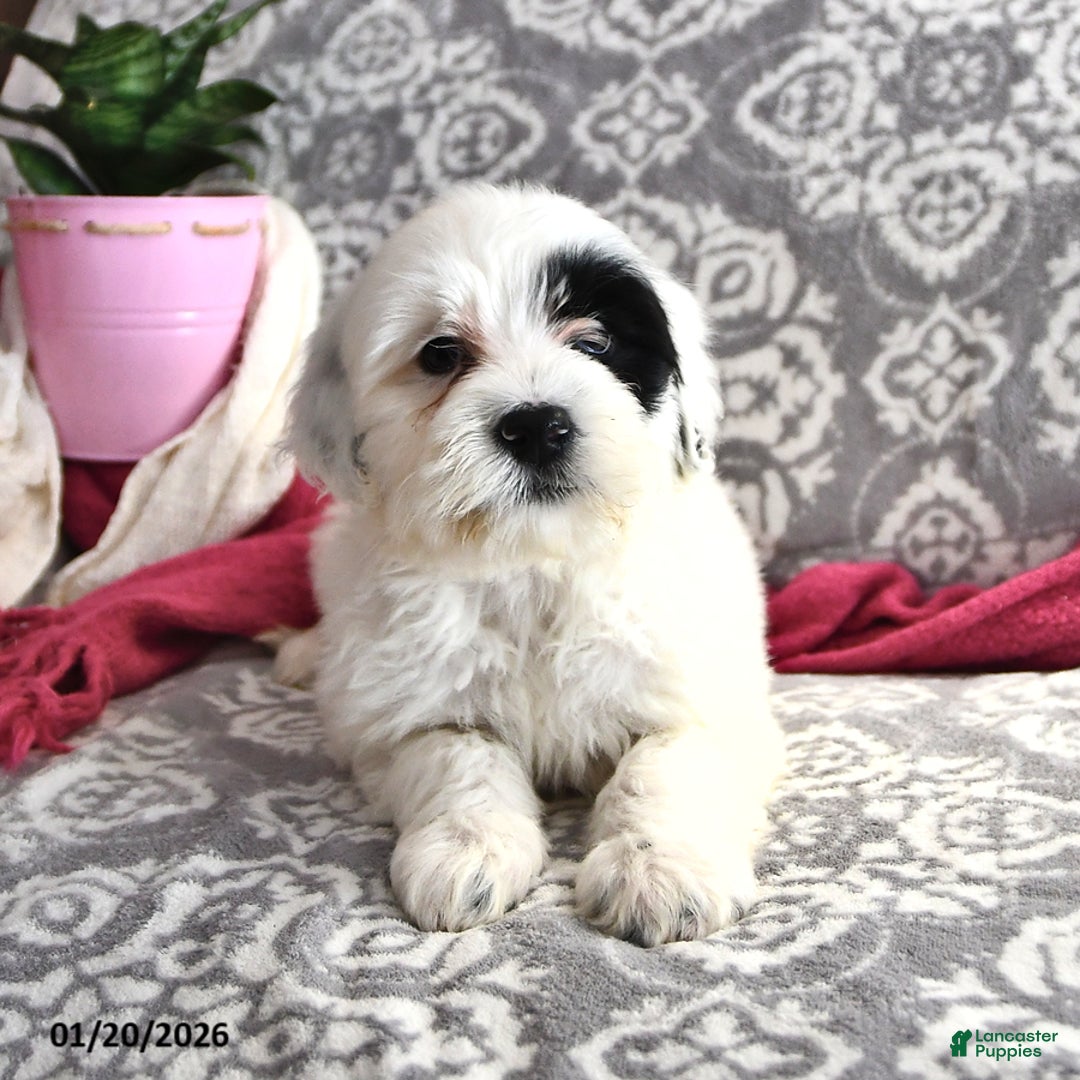 Portuguese Water Dog dogs for sale: Daisy - Ad 3