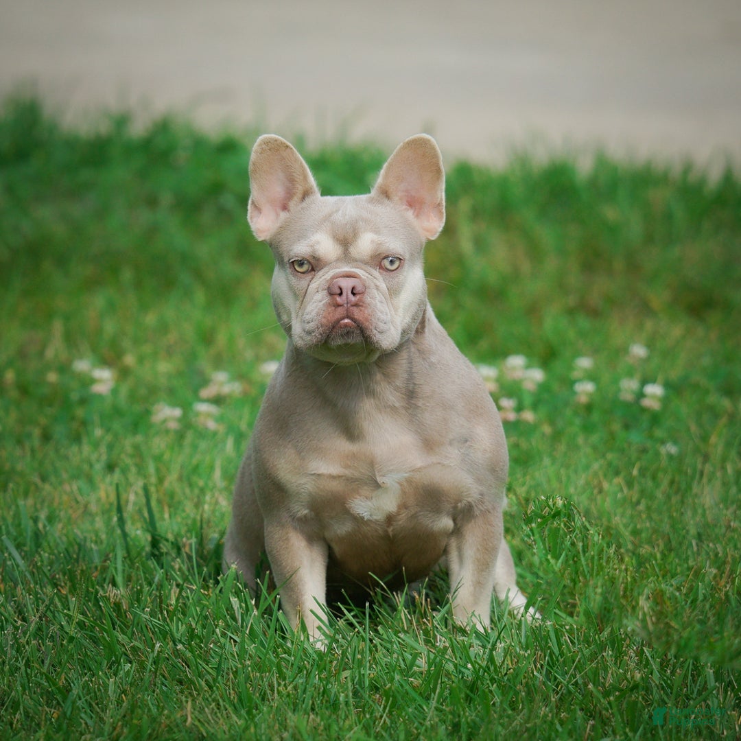 French Bulldog dogs for sale: Louie - Ad 15