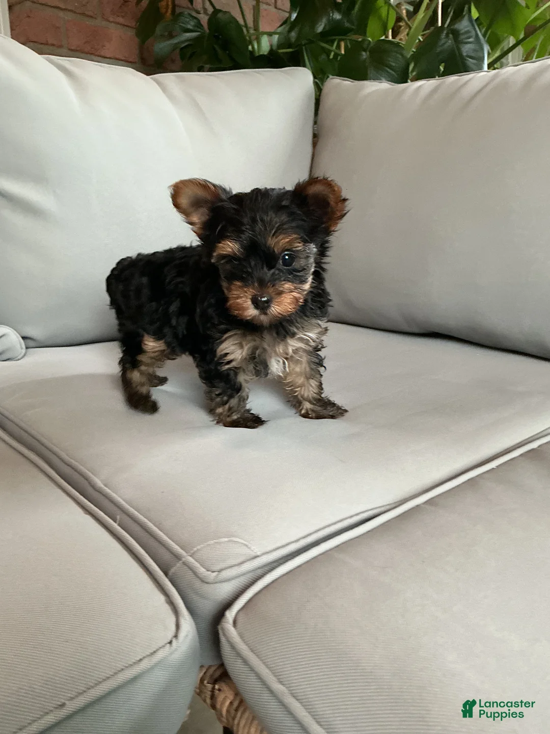 Yorkshire Terrier dogs for sale: Sophie - Ad 2