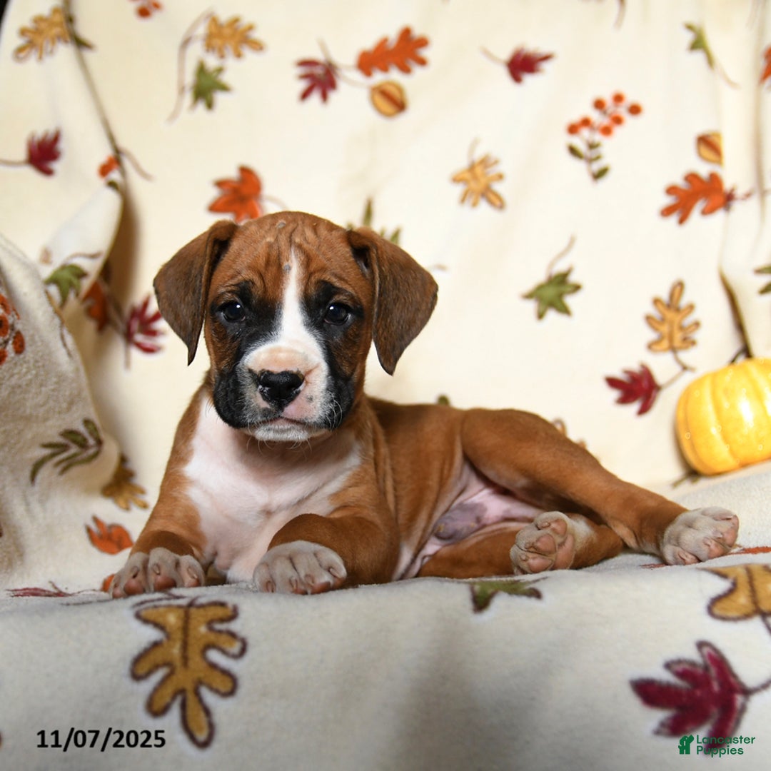 Boxer dogs for sale: Bambi - Ad 10