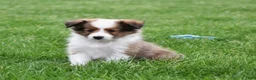 Shetland Sheepdog dogs for sale: Beau - Ad 3