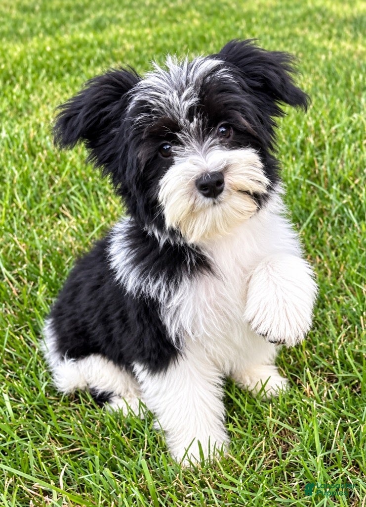 Yorkiepoo dogs Louie - Ad 1