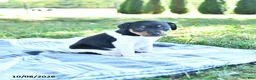 Rat Terrier dogs for sale: Zuma - Ad 2