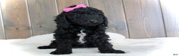 Mini Goldendoodle dogs for sale: Bella - Ad 10