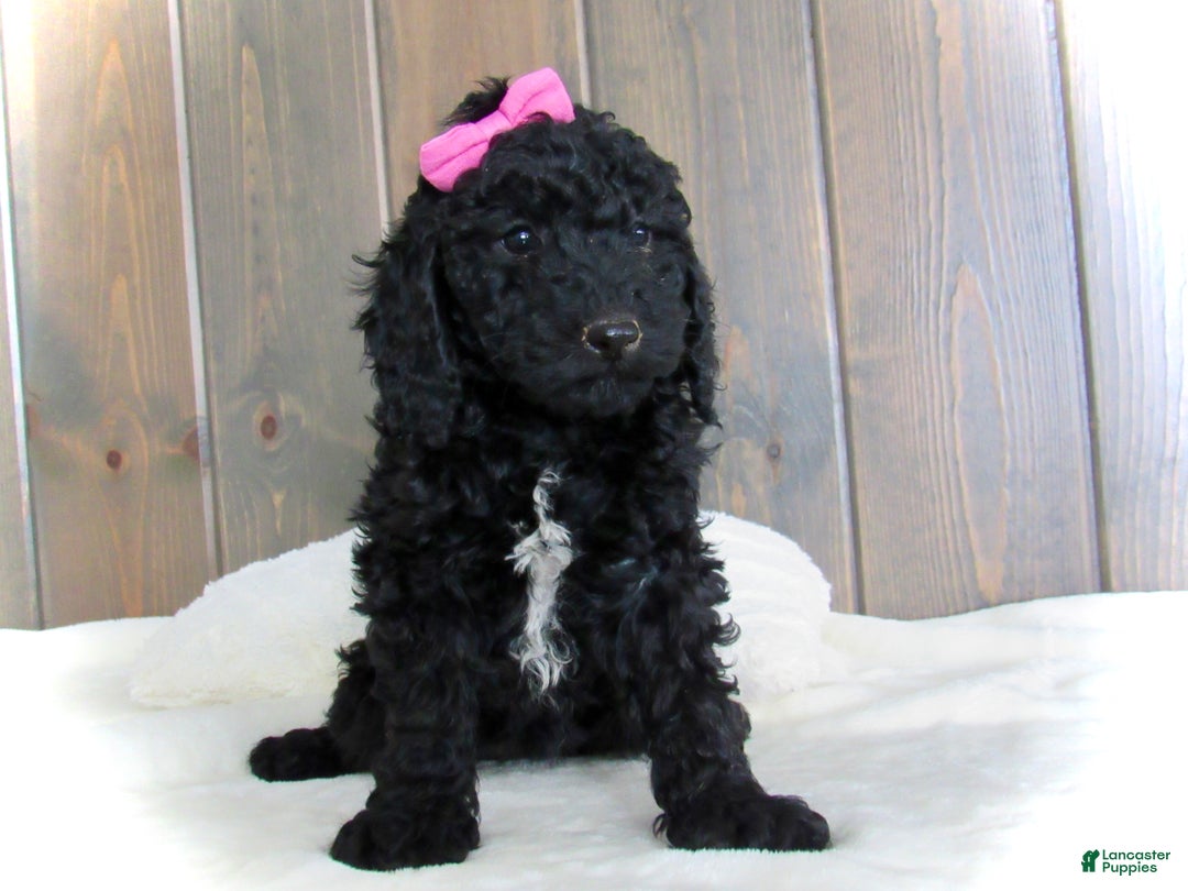 Mini Goldendoodle dogs for sale: Bella - Ad 10