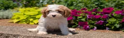 Cavapoo dogs for sale: Russ - Ad 7