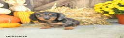 Miniature Dachshund dogs for sale: Jagger - Ad 3