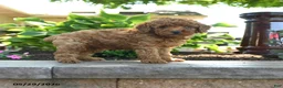Toy Poodle dogs for sale: Sunny  - Ad 4