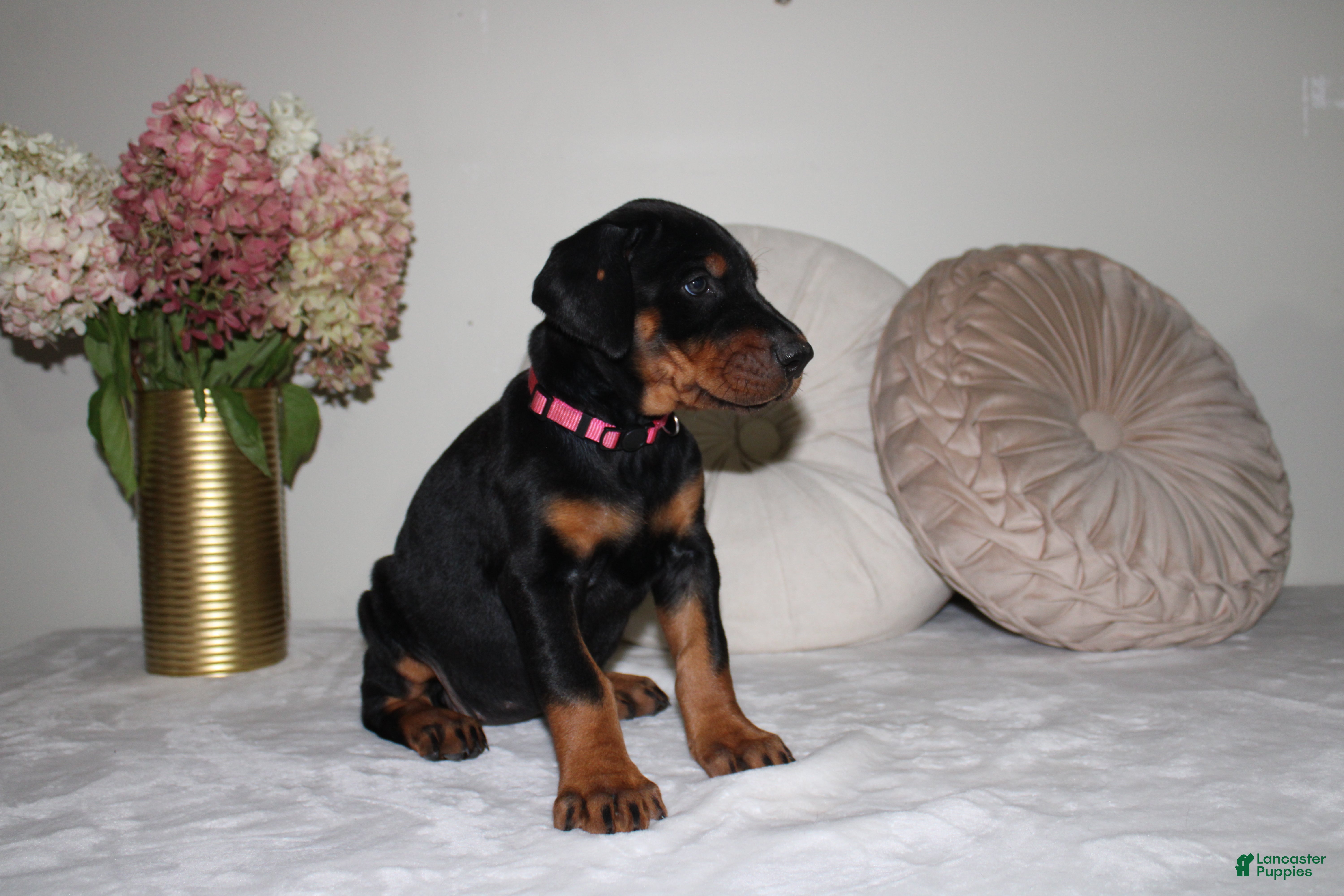 Doberman Pinscher dogs Sadie - Ad 2