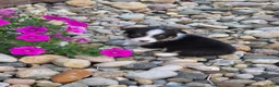 Welsh Corgi Pembroke dogs for sale: Welsh Corgi Pembroke 1 - Ad 3