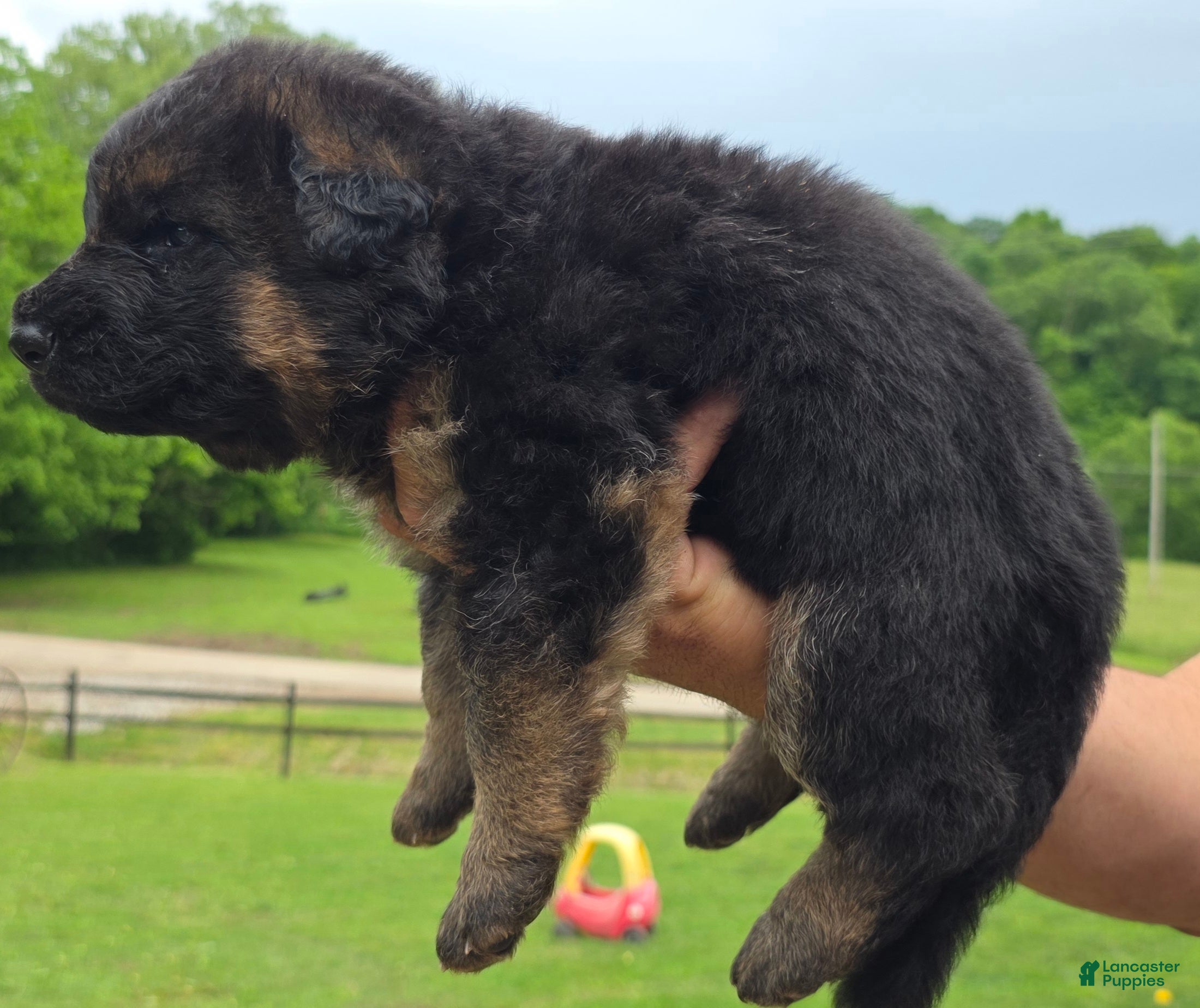 German Shepherd dogs German Shepherd Puppy 1 - Ad 2