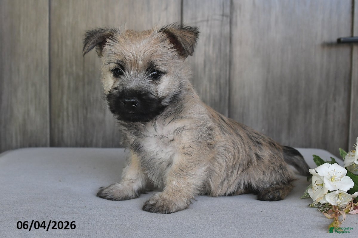 Cairn Terrier dogs for sale: Jasper - Ad 4