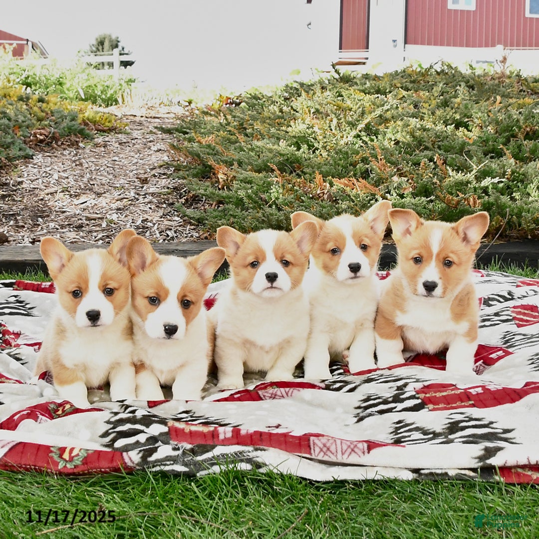 Welsh Corgi Pembroke dogs for sale: Archie - Ad 3