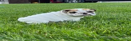 English Bulldog dogs for sale: Zane - Ad 1