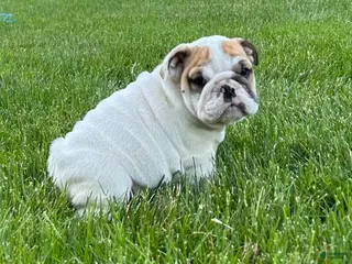 English Bulldog dogs for sale: Zane - Ad 1