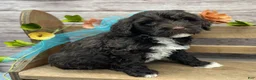 Portuguese Water Dog dogs for sale: Benedict - Ad 3
