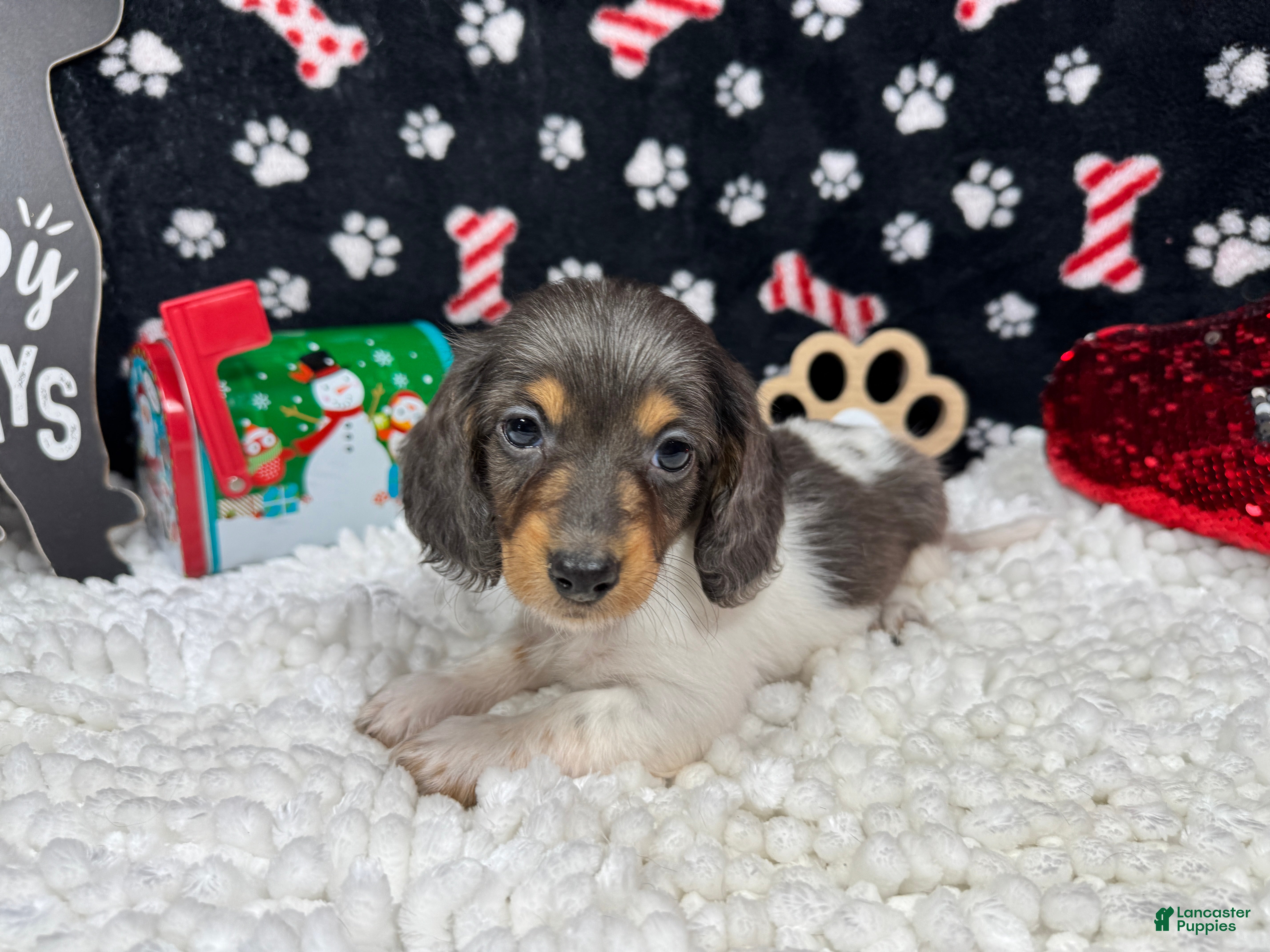 Miniature Dachshund dogs Miniature Dachshund Puppy 3 - Ad 20