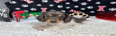 Miniature Dachshund Puppy 3