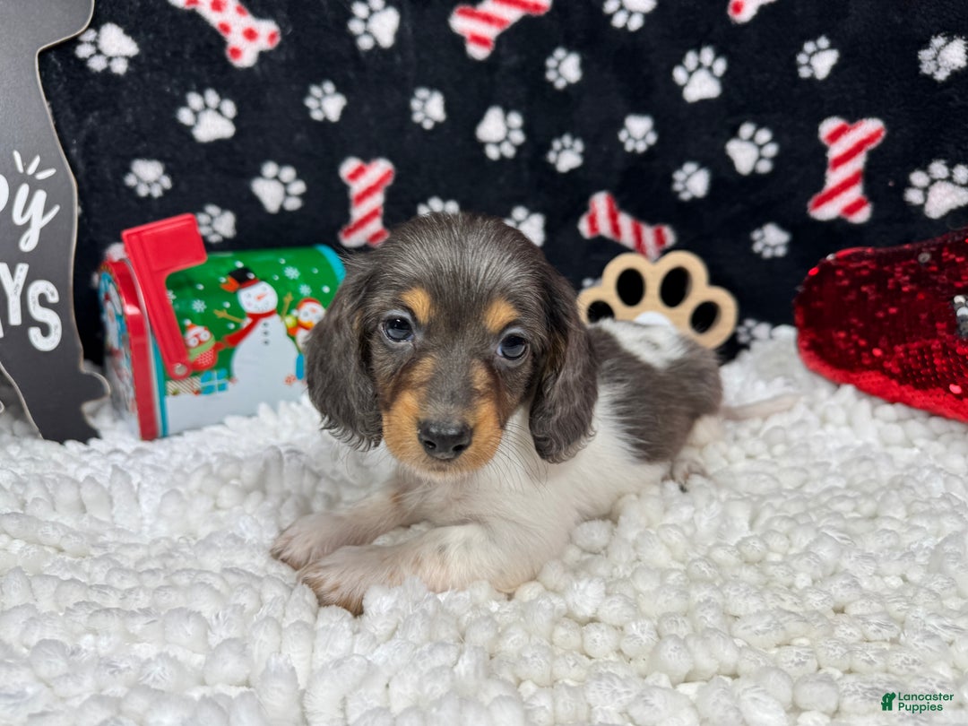 Miniature Dachshund dogs for sale: Miniature Dachshund Puppy 3 - Ad 1