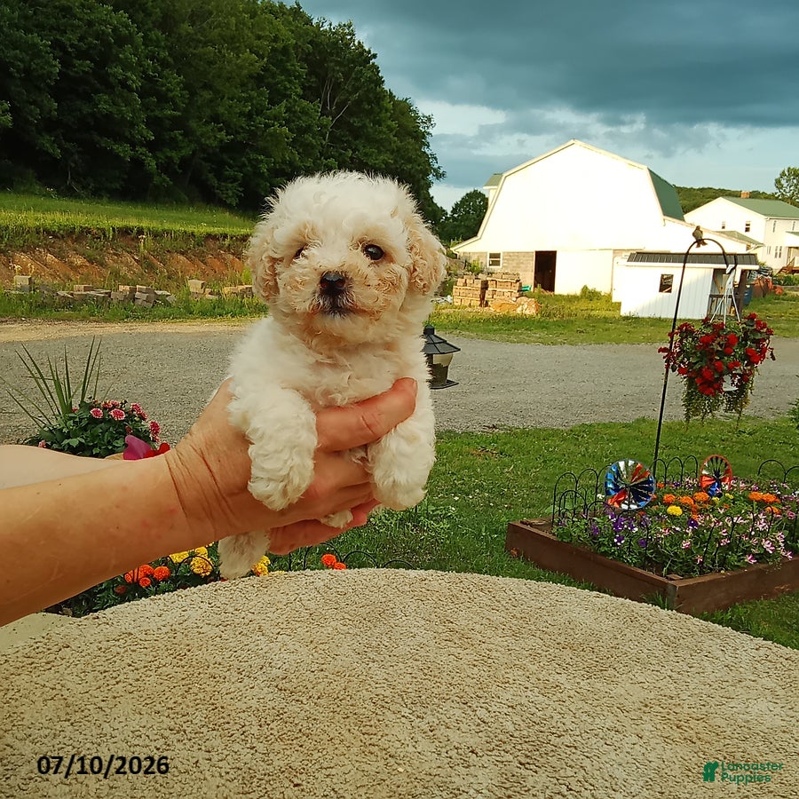 Bichpoo dogs Harry - Ad 2