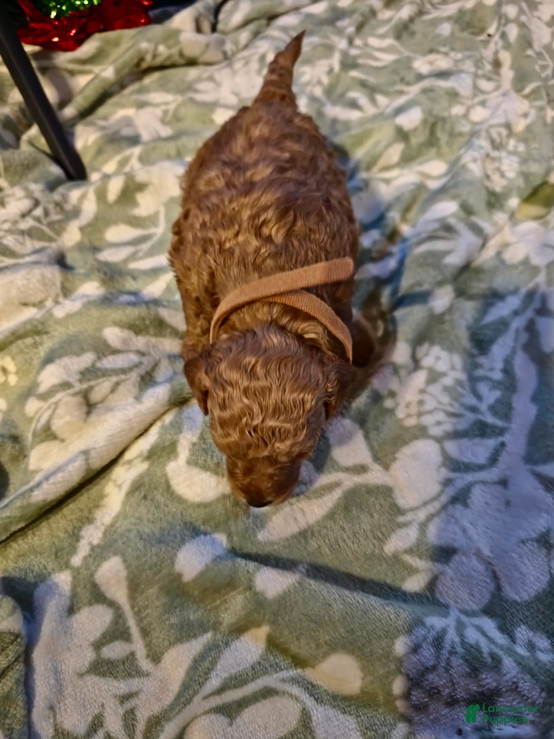 Mini Goldendoodle dogs for sale: Nova - Ad 19