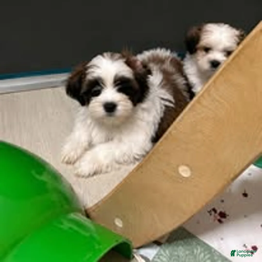 Malshi dogs for sale: Malshi 1 - Ad 2