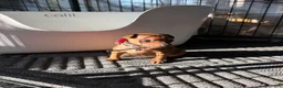 Miniature Pinscher dogs for sale: Miniature Pinscher 1 - Ad 2